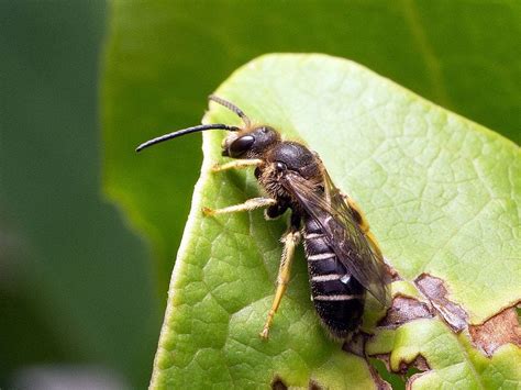 Protecting And Providing Nesting For Native Bees And Wasps Ecological