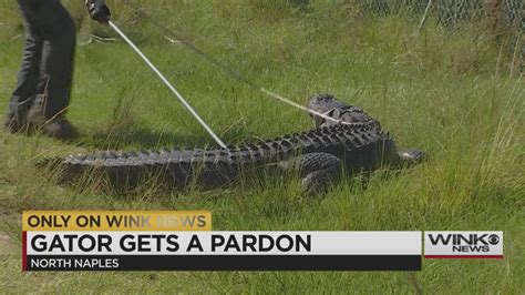 North Naples Nuisance Gator Gets Released