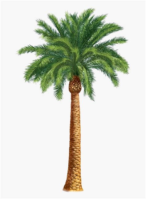 Safari Trees Palm Tree Art Tropical Clip Transparent Desert Palm Tree