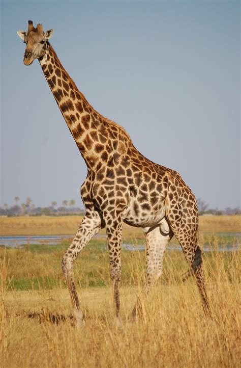 Sancara Blog Sullafrica La Giraffa Lanimale Più Alto Al Mondo