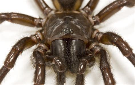 While they can bite, the jumping spider bite is not poisonous. Spider and centipede venom evolved from insulin-like ...