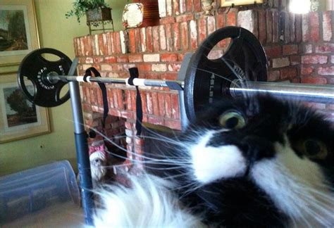 Gym Cat With Images Funny Animal Videos Funny Animals Funny
