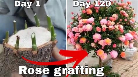 Multiple Rose Grafting Plants Rose Grafting Grafting Plants