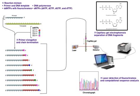 Understanding Dna Sequencing Part 2 The Official Blog Of Edvotek®