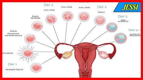 This is the process of evaporation. When Does Implantation Occur in Pregnancy?|| Common ...