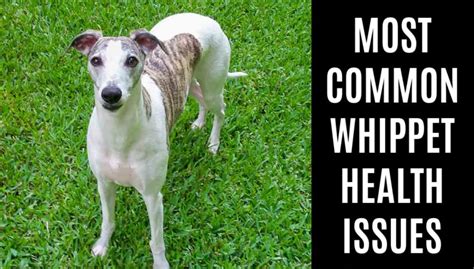 Common Whippet Health Issues And What To Know Spoiled Hounds