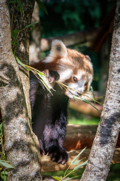 157 Red Panda Eating Bamboo Tree Leaves Stock Photos Free And Royalty