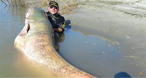 Here Are 11 Of The Biggest Fish Ever Caught Wide Open Spaces