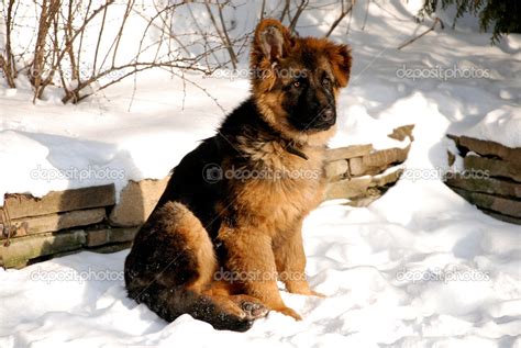 German Shepherd Puppy On The Snow — Stock Photo © Felker 30562301