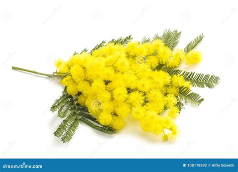 Yellow Mimosa Flowers Stock Photo Image Of Background 108178892