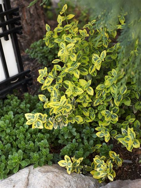 22 Colorful Shrubs That Put On A Gorgeous Show All Season Long With