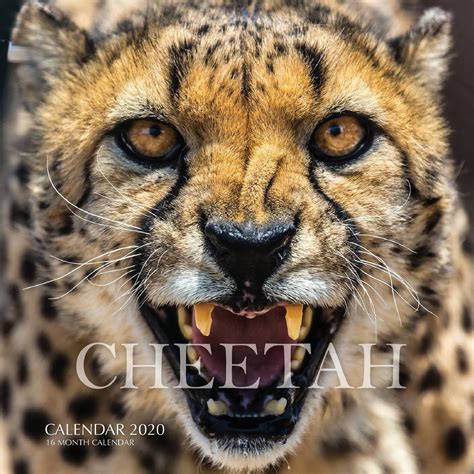 Cheetah Calendar 2020 16 Month Calendar Paperback