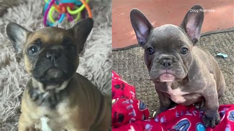 Well trained french bulldog puppies!!!akc health guarantee, puppies now ready to join their new forever homes contacts (telegabija@gmail.com) whatsapp us directly at +49 176 94919504. 2 French bulldog puppies found after stolen from San ...