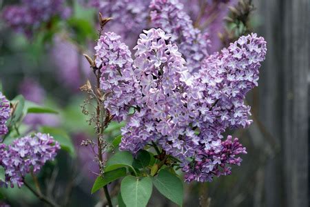 For the 5,662 combined students living in the area, fast internet service access is a must for accessing educational materials and conducting research. New Hampshire State Flower Purple Lilac Pictures