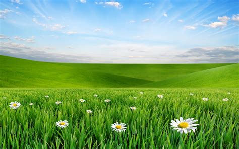 Green Field Of Wheat Chamomile Flowers The Sky Desktop Wallpaper Hd