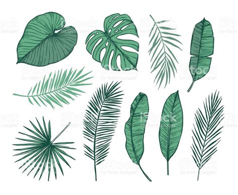 Hand drawn vector illustration - Palm leaves (monstera, areca palm, fan palm, banana leaves ...