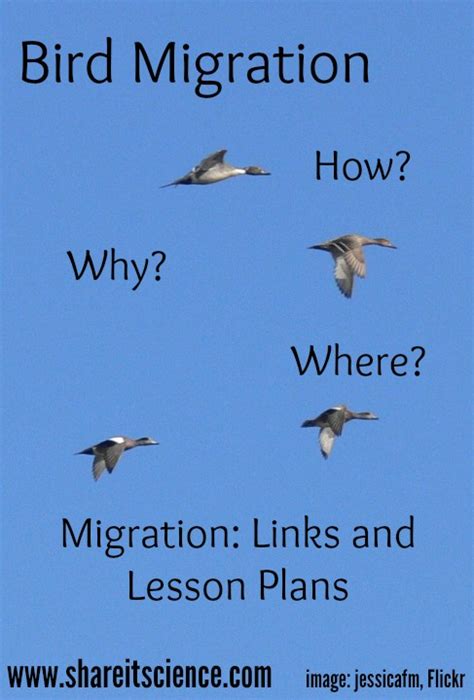 Share It Science See It Share It Bird Migration