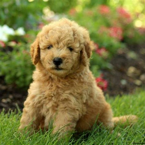 Mini poodle puppies made buying our dream puppy a smooth and enjoyable experience. Mini Goldendoodle Puppies for Sale | Goldendoodle puppy ...