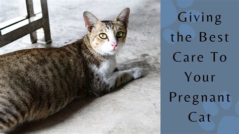 How To Take Care Of Your Pregnant Cat The Complete Guide To Safely