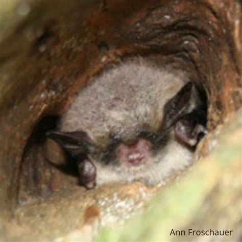 Northern Long Eared Bat South Shore Joint Initiative