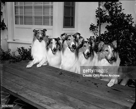 Lassie Dogs Photos And Premium High Res Pictures Getty Images