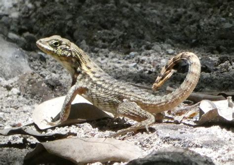Why Do Curly Tail Lizard Population Boom In Florida Past Chronicles