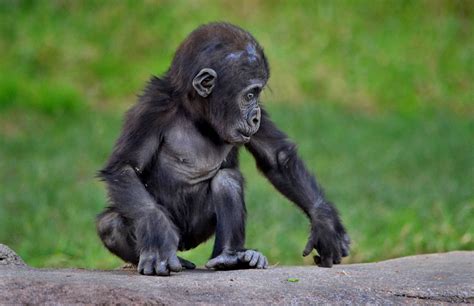 Miss Independent Baby Gorillas Baby Chimpanzee Monkey World