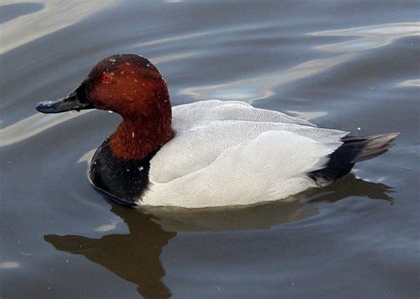 Hey One Pair Of Canvasback Duck For Sale At