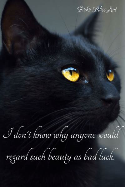 Black Cat Superstition Facts Funny Cats