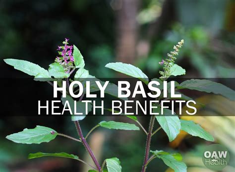 Health Benefits Of Holy Basil Tulsi