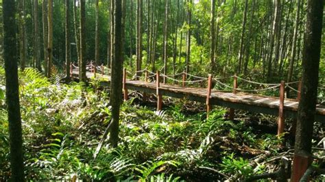 Matang Mangrove Forest Reserve Kuala Sepetang Taiping 2020 All You