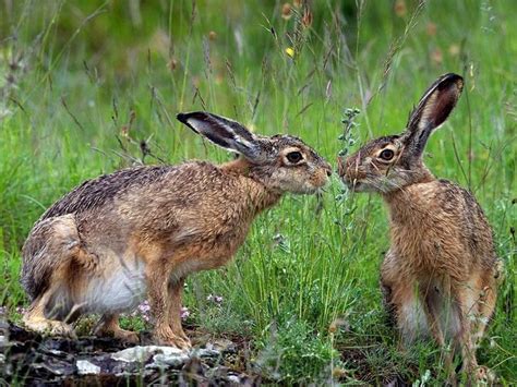 Jackrabbits Like Home In Nm Photo Lapin Photo Animaux Animaux