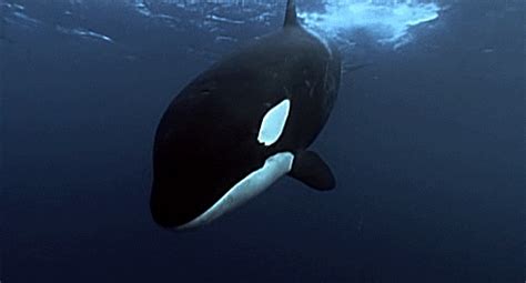 Great Animated Orca And Killer Whale S At Best Animations