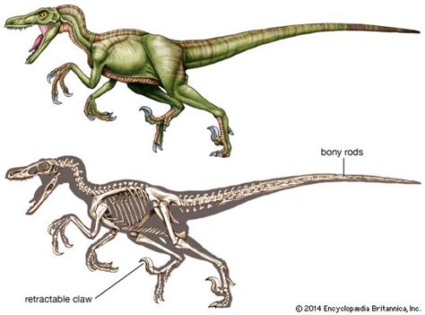 Velociraptor Description Size Diet And Facts Britannica
