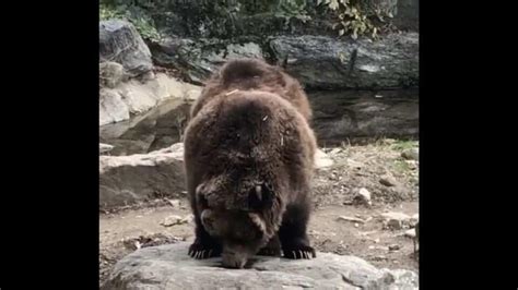 Grizzly Bears Enjoy Eating Some Honey In This Sweet Video Watch Trending Hindustan Times