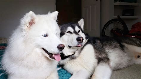 Cute Dogs Alaskan Malamute And Siberian Husky Go On