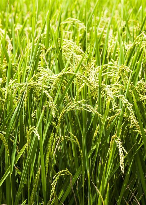 Large Area Rice Crop Field In Taiwan Stock Image Image Of Farming