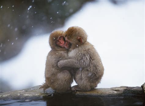 Two Gray Monkey Hugging Each Other During Snow Hd Wallpaper Wallpaper