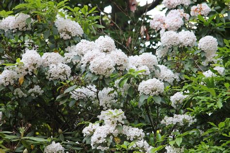 Gardening and Gardens Mountain Laurel
