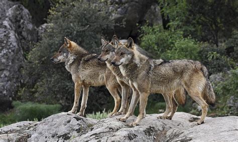 From The Steppe To Central Spain Europe Echoes To The Howl Of The Wolf