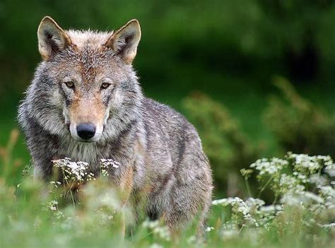 Save Red Wolves From Extinction Wolf Spirit Animal Wolf Dog Animals