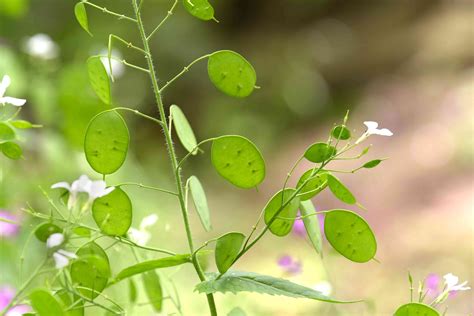 How To Grow And Care For Lunaria Silver Dollar Plant