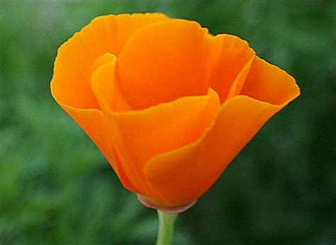 Captivating California Poppy