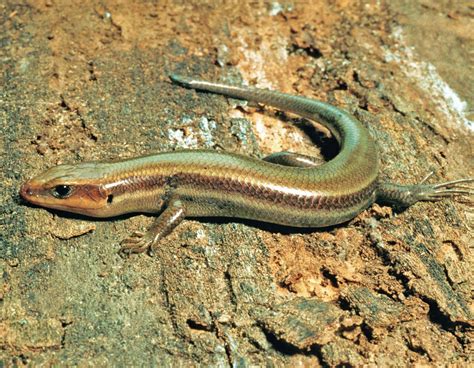 Five Lined Skink Mdc Discover Nature