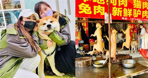 Activists Save Dog From Meat Shop In China Ahead Of The Yulin Dog Meat