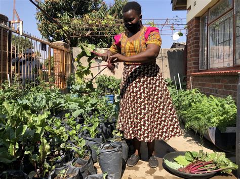 Feature Home Gardens Bloom Under Lockdown In Zimbabwe Township Despite