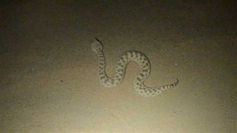 עכן קטן זחילה Cerastes Vipera Sahara Sand Viper Crawling Youtube