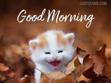 Good Morning Cute Pics Images 3 Morning Pictures Cute Pictures