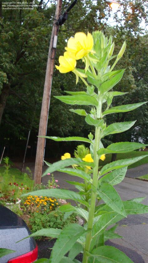 Plant Identification Closed Tall Stalks With Yellow Flowers 1 By Mrs