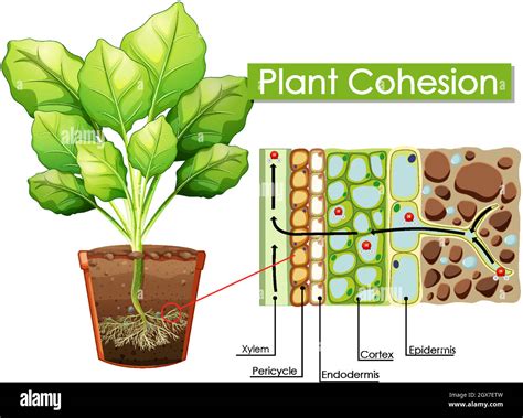 Plant Root Diagram Stock Vector Images Alamy